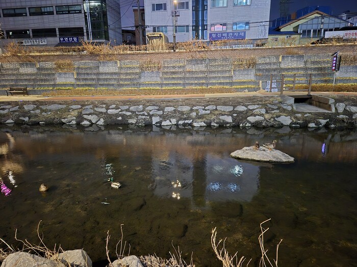 서울 청계천로 냇가에 오리가 활동하고있는 모습 ⓒ 뉴스프리존